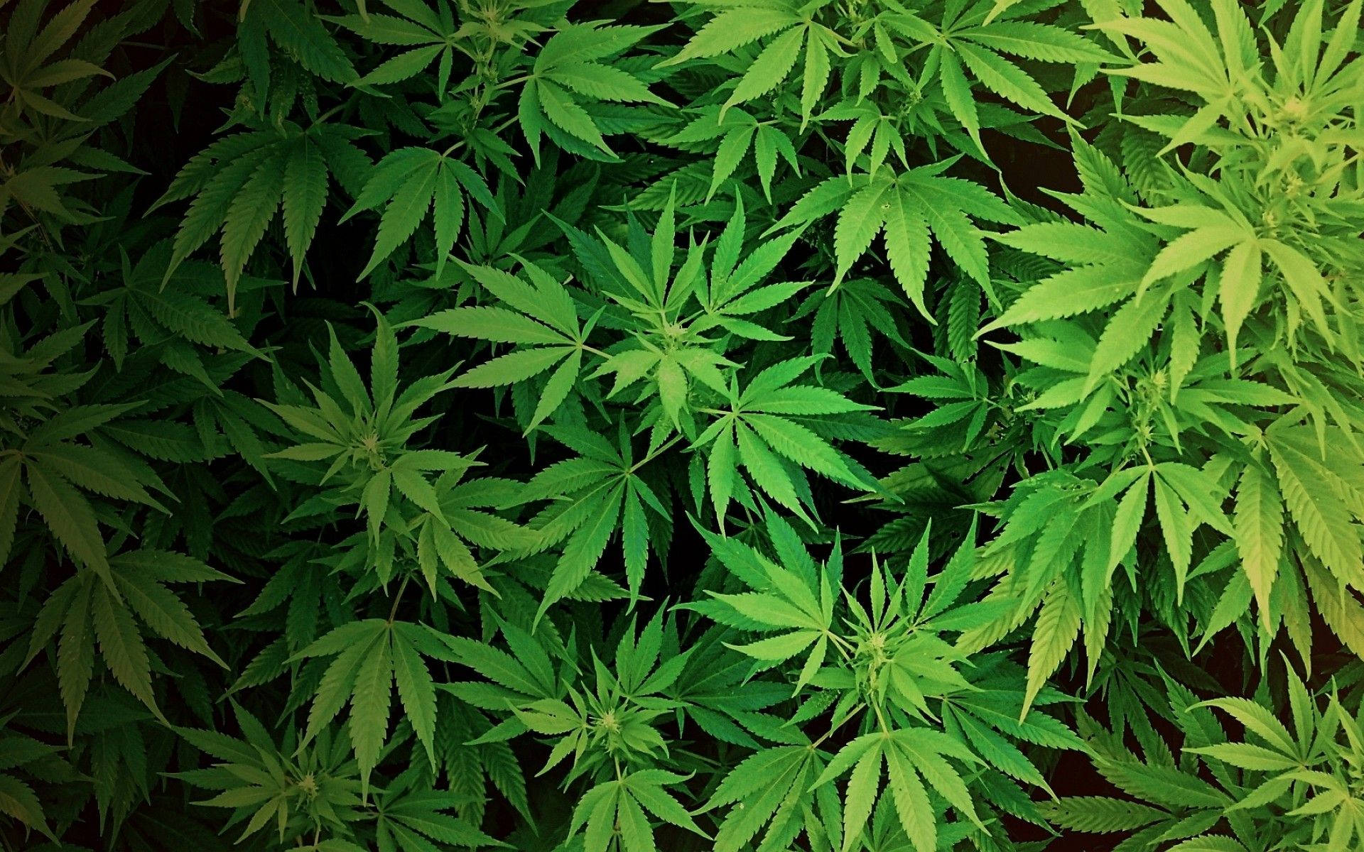 Cannabis Background