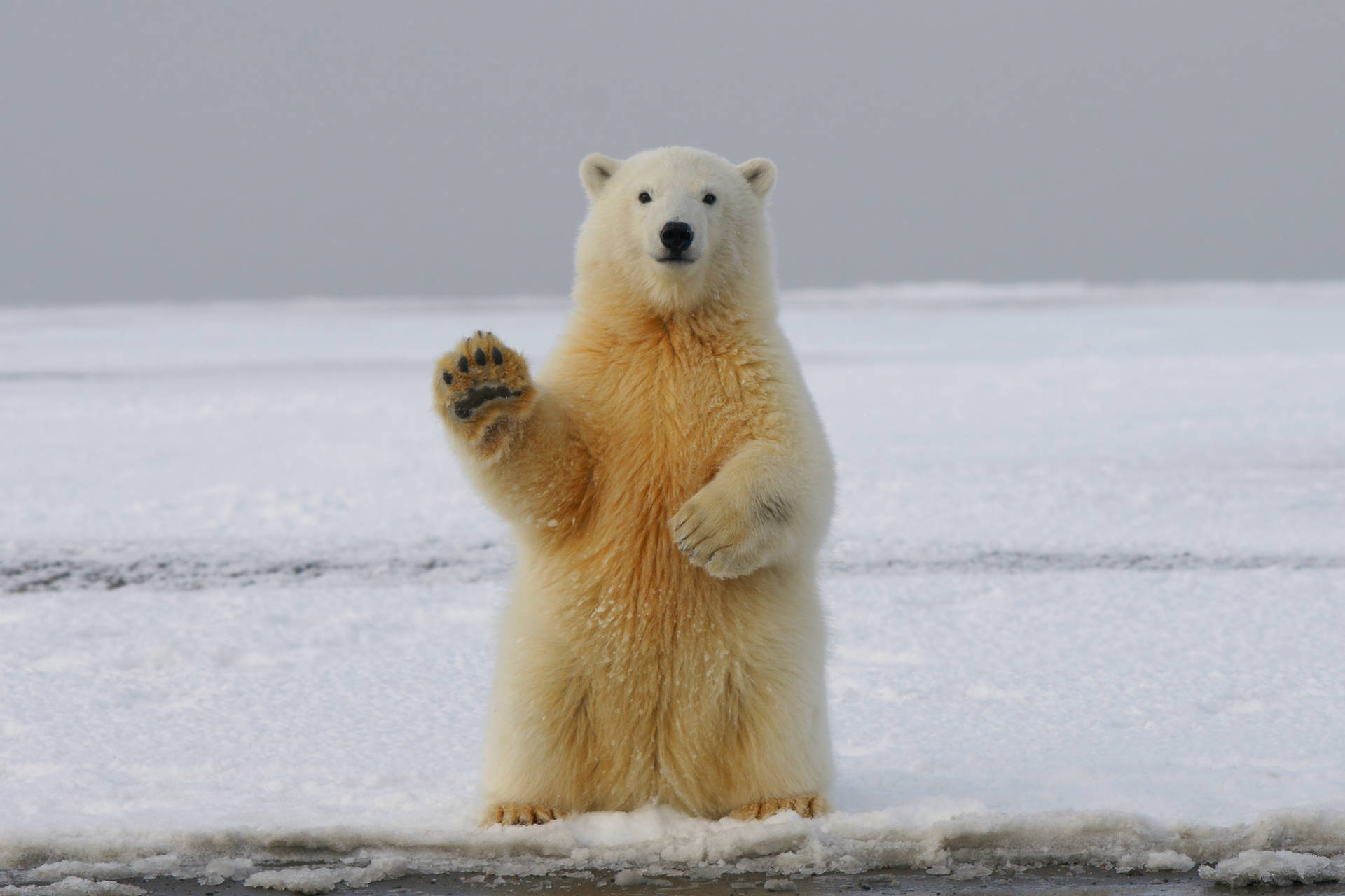 Polar Bear Background