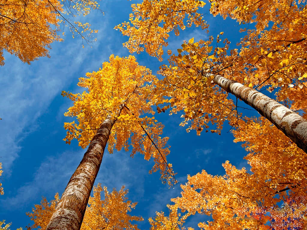 1024 X 768 Autumn Aspen Trees Low Angle Shot Background