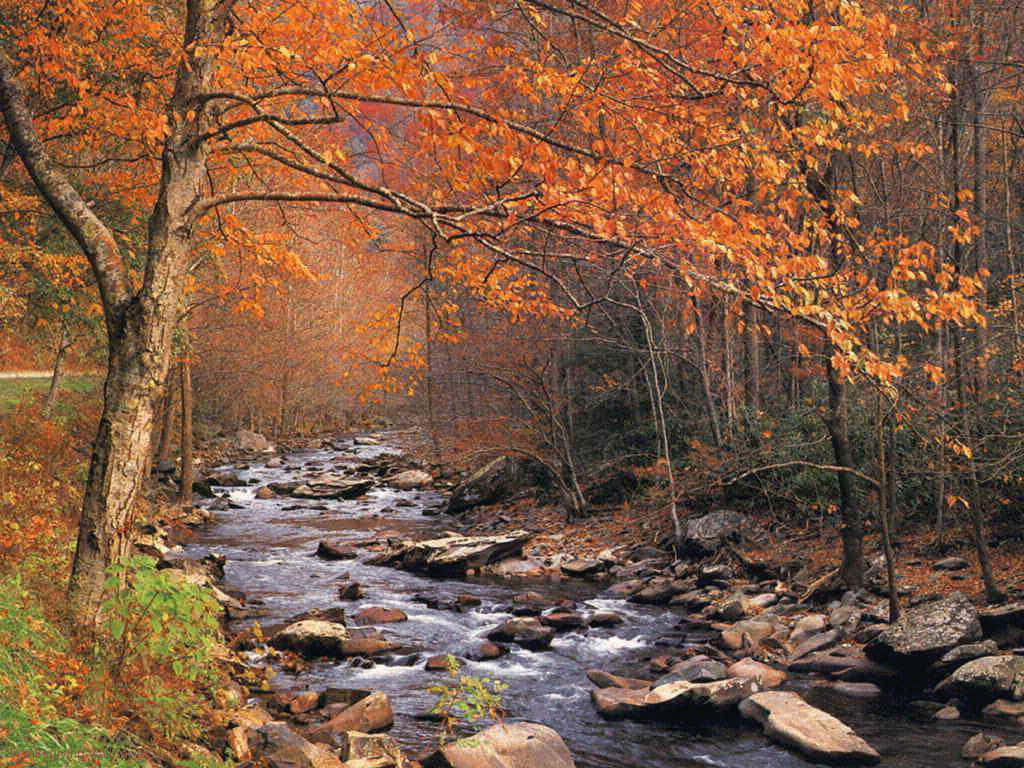 1024 X 768 Autumn Babbling Brook At Forest Background