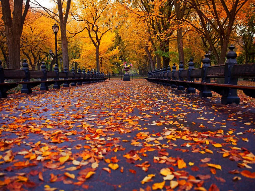 1024 X 768 Autumn In Central Park Background