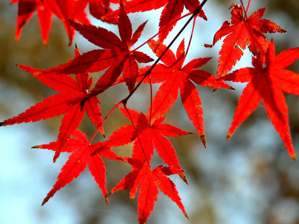 1024 X 768 Autumn Japanese Maple Leaves Background