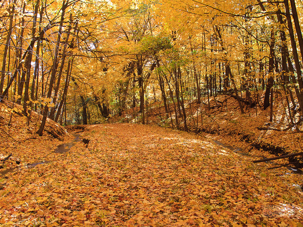 1024 X 768 Autumn Long Meadow Lake Unit Background