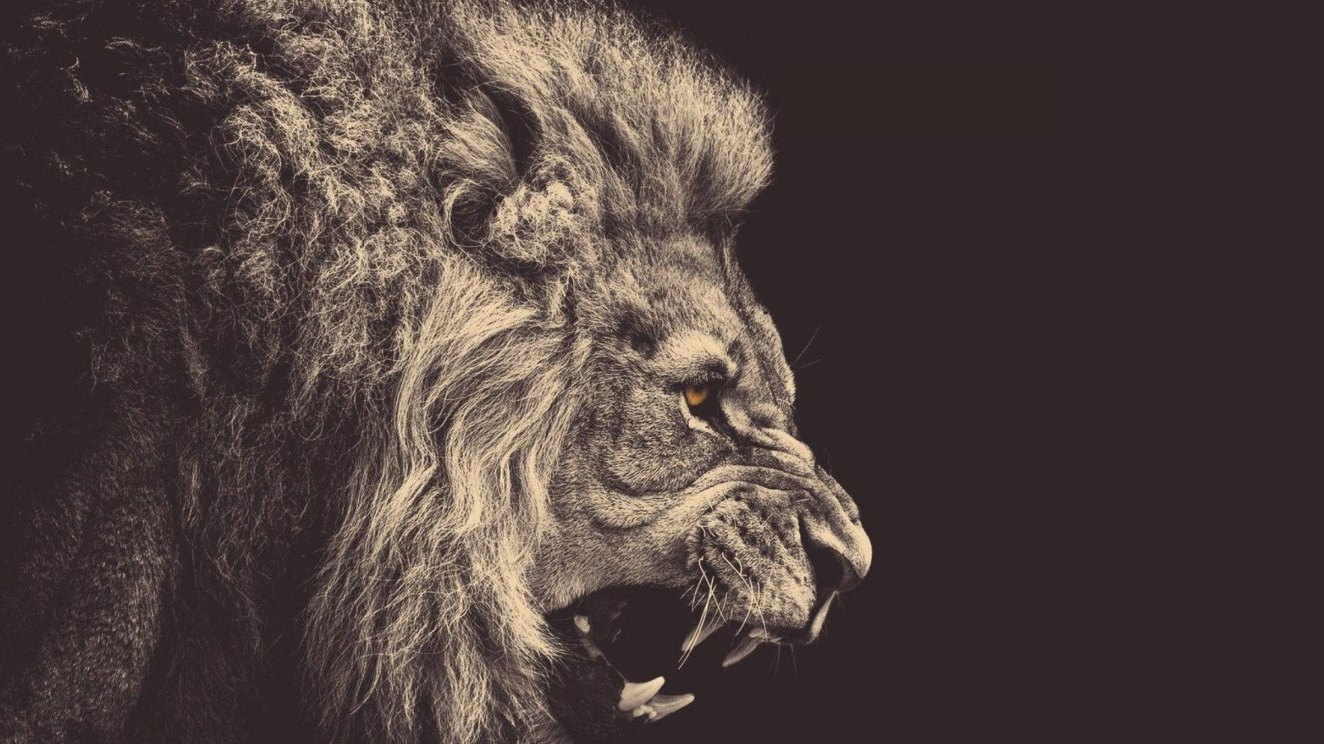 1080p Hd Black And White Lion