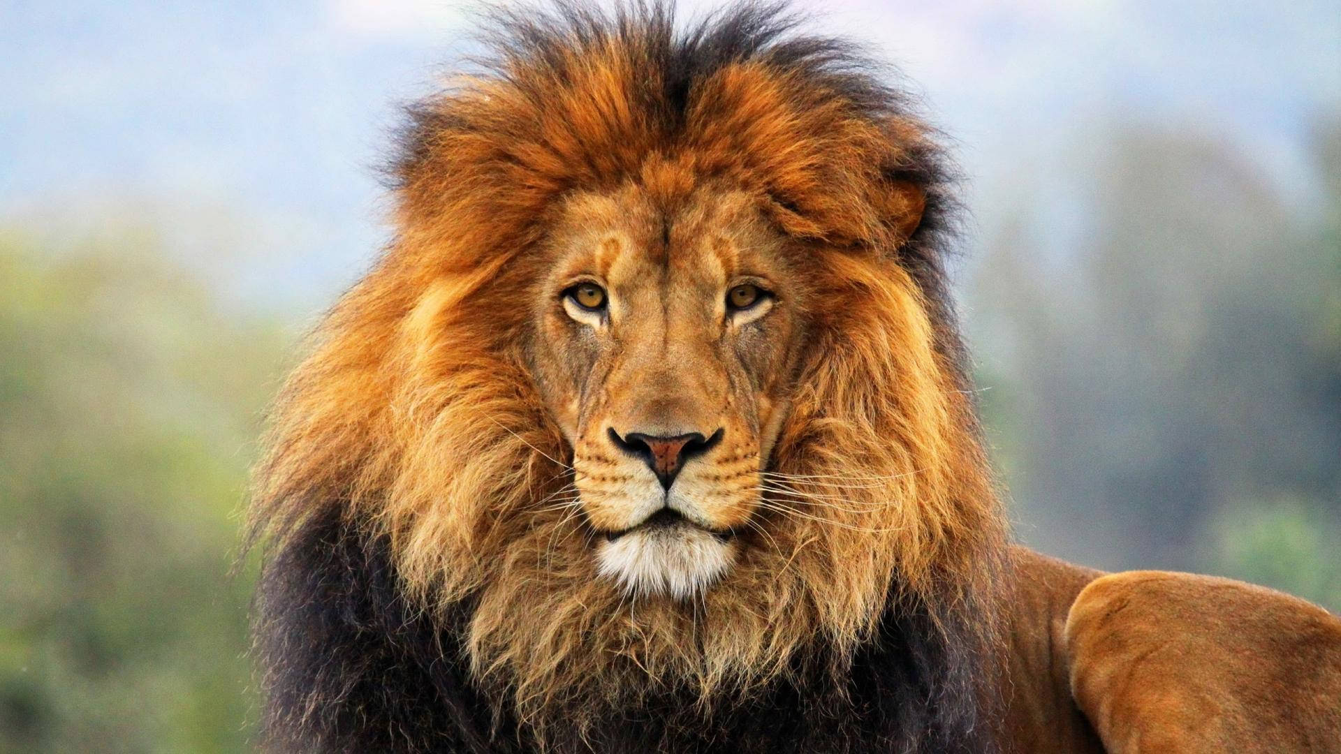 1080p Hd Lion Looking Forward Background