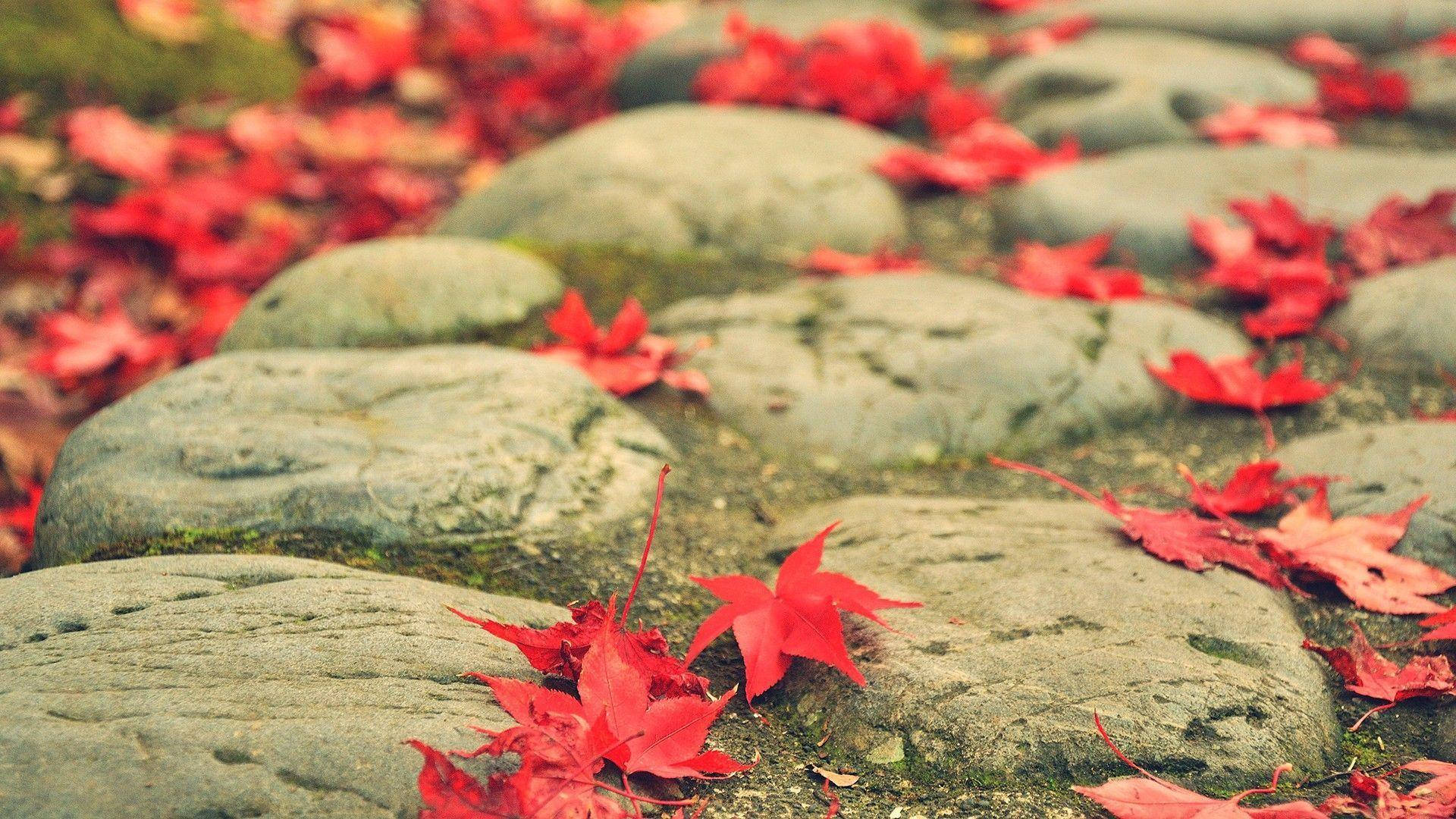 1080p Hd Maple Leaves On Cobble Stone Path Background