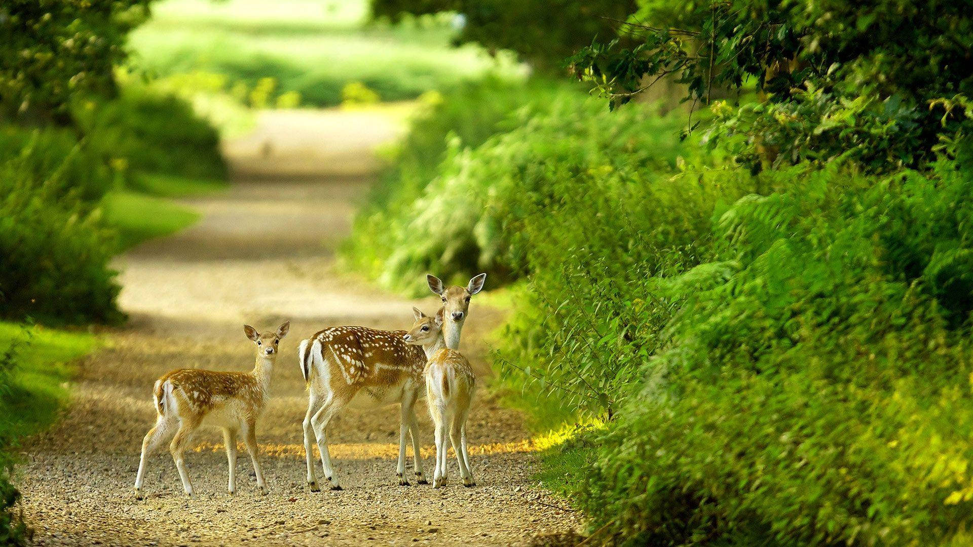 1080p Hd Three Deer On Dirt Road