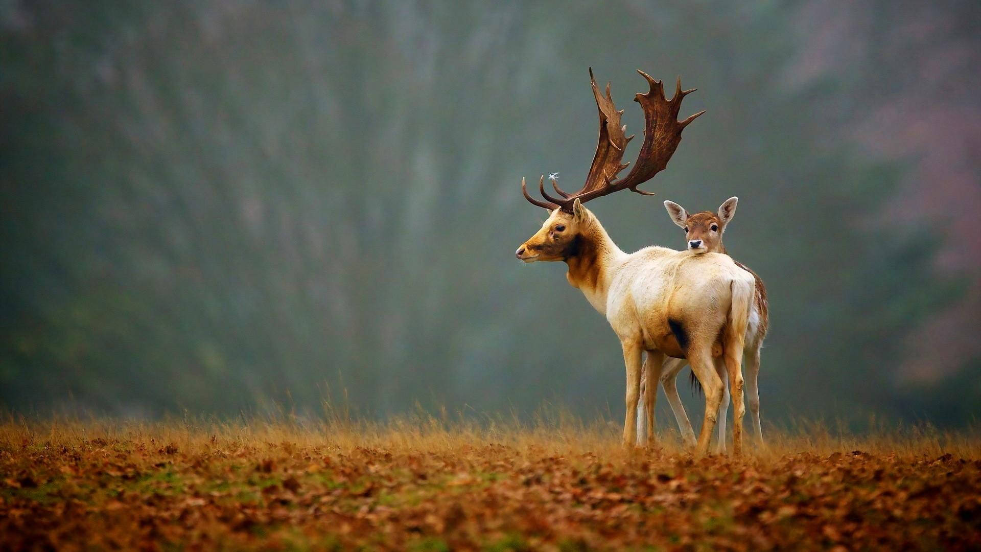 1080p Hd Two Deer On Grass