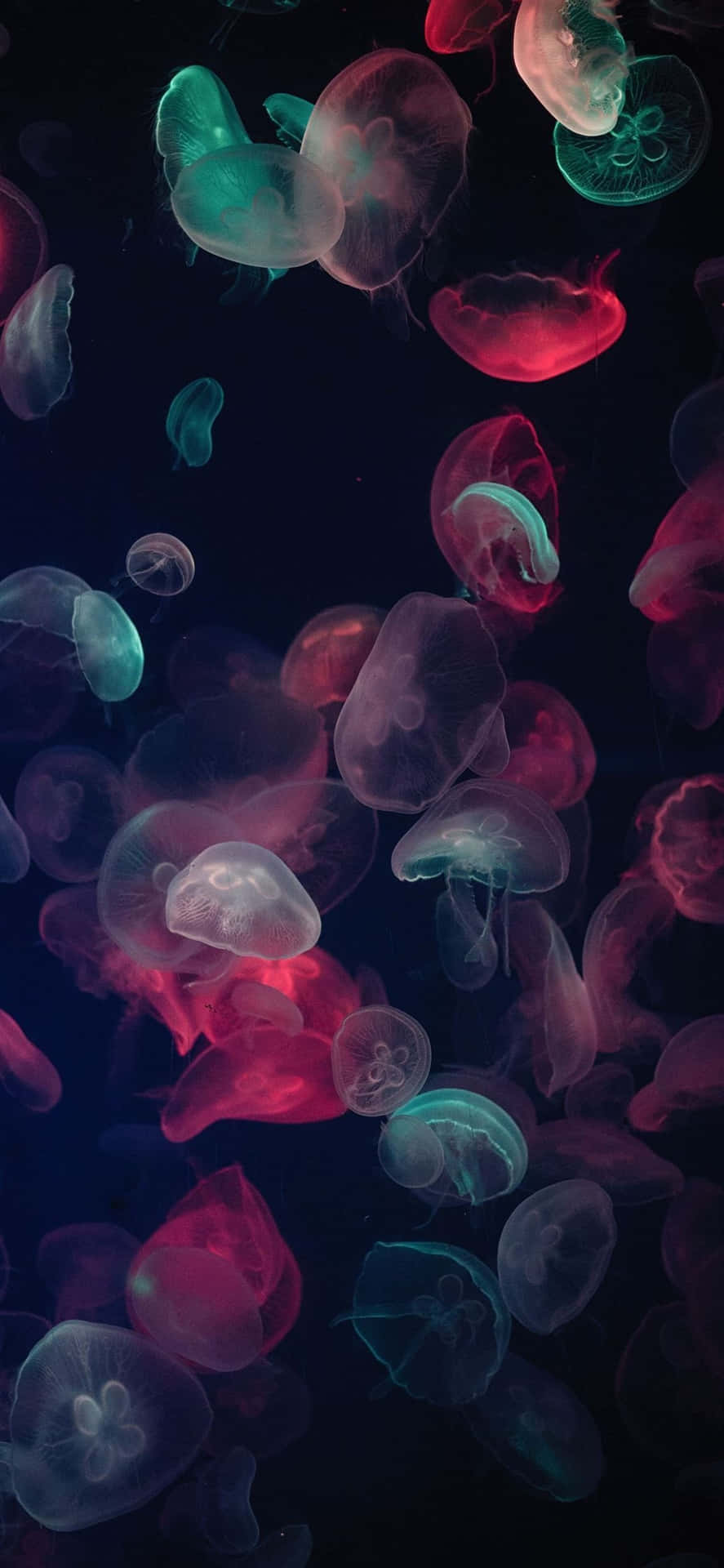 1170x2532 Resolution Muticolored Jellyfish Background