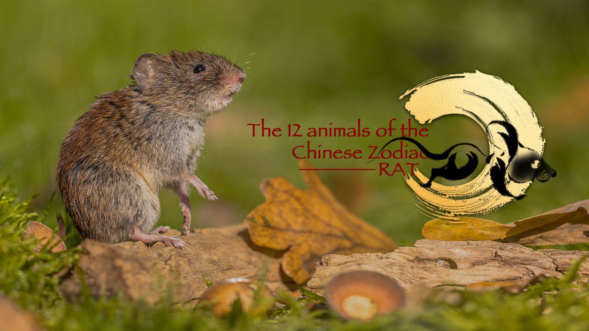 12 Animals Of The Chinese Zodiac Rat Background