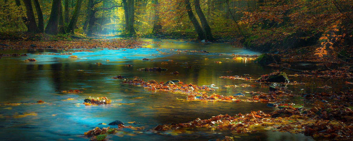 1200x480 Autumn Leaves In Water Background