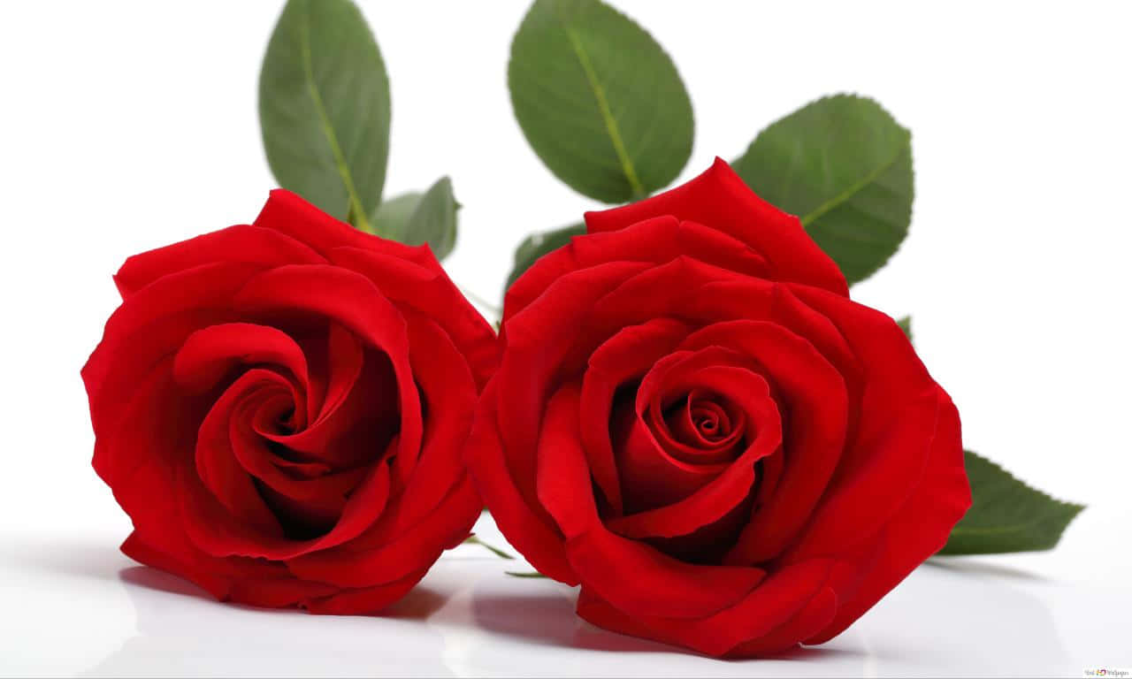 1280x768 Rose Lying Together Background