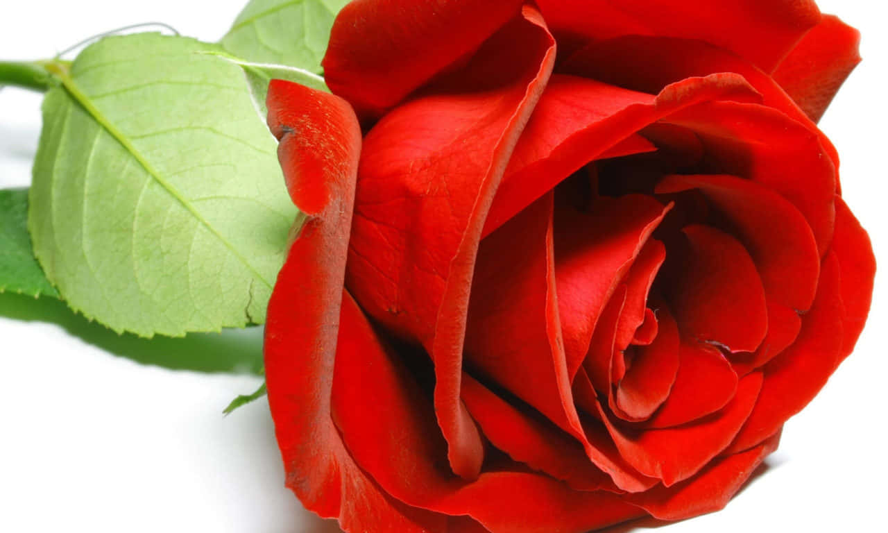 1280x768 Rose On A White Surface Background