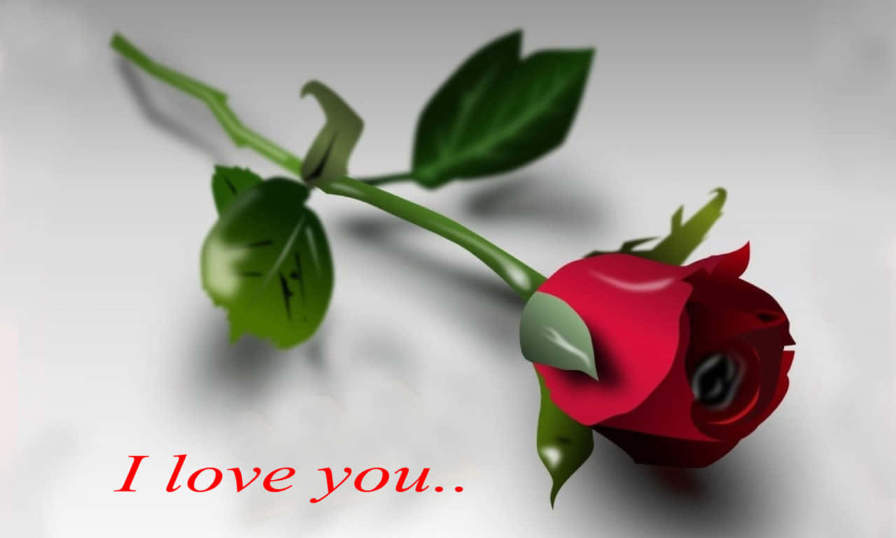 1280x768 Rose With A Message Background