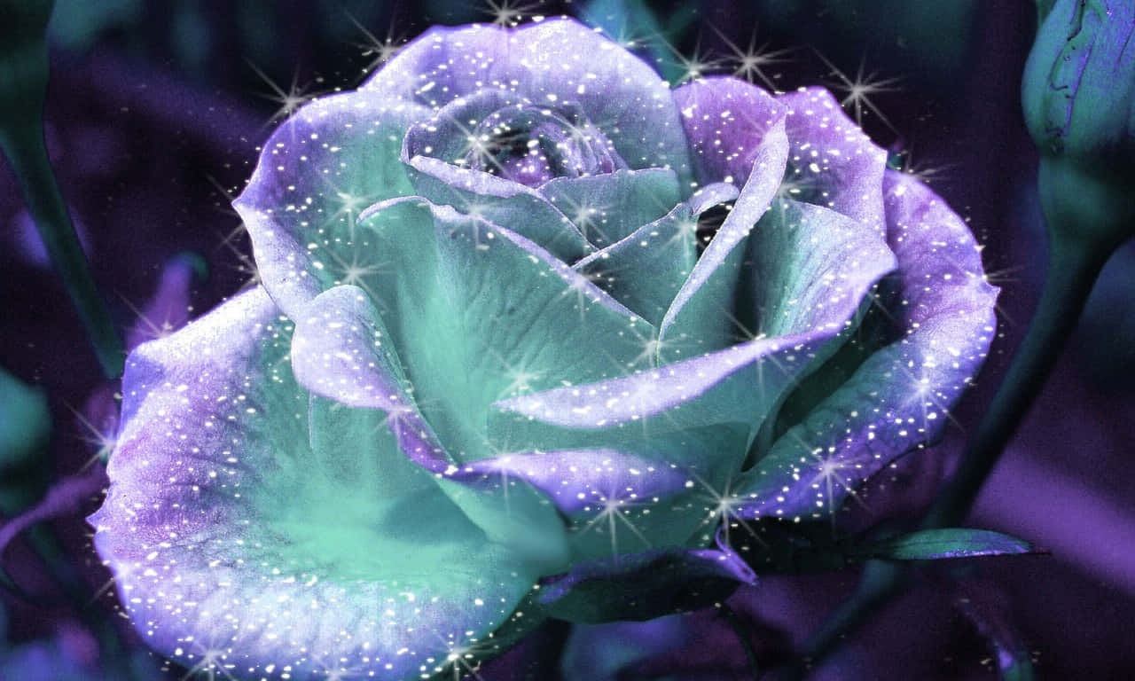 1280x768 Rose With Shimmering Petals Background