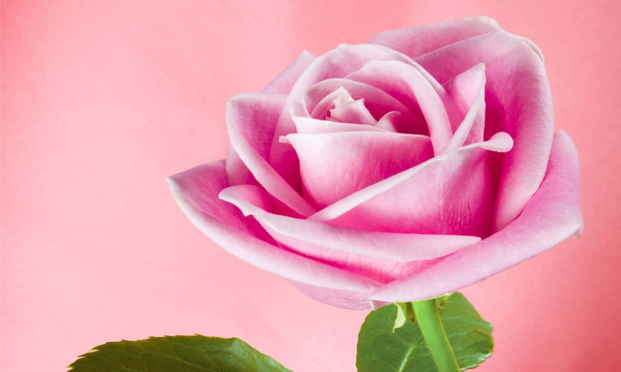 1280x768 Rose With Soft Petals Background