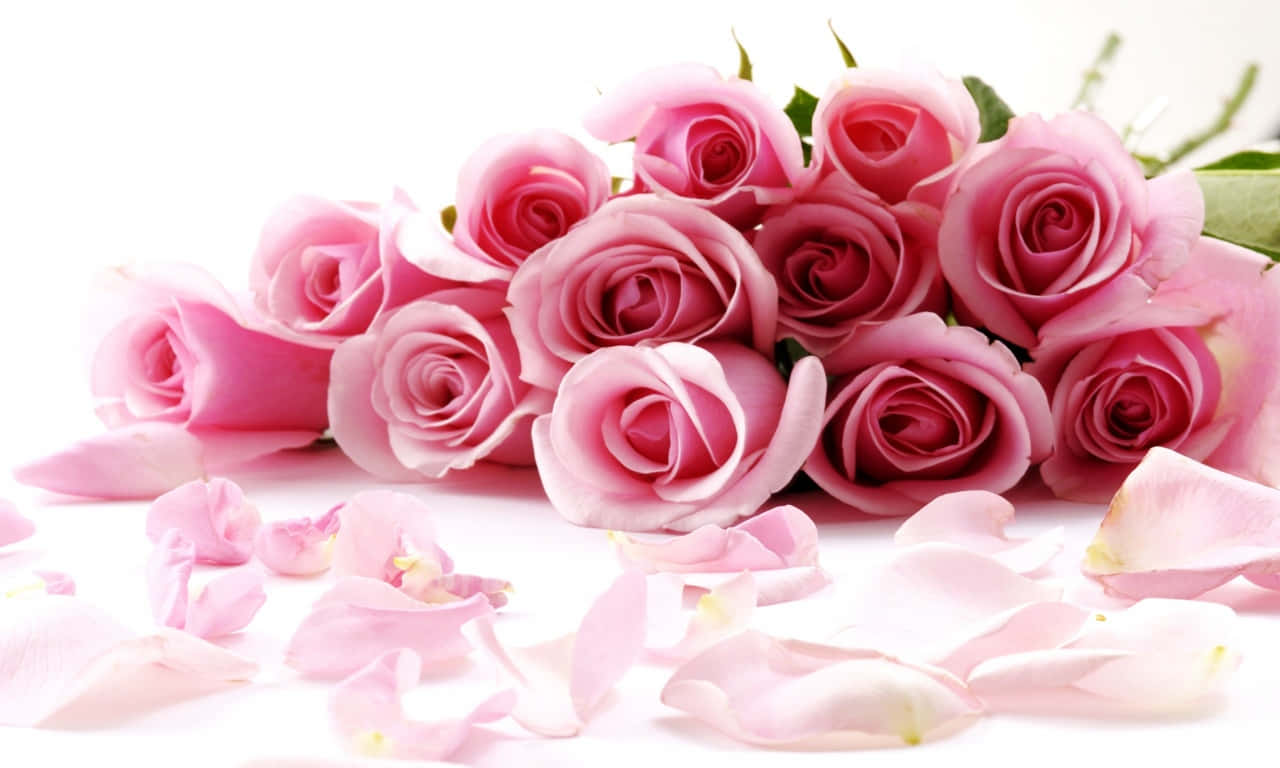 1280x768 Rose With White Petals Background