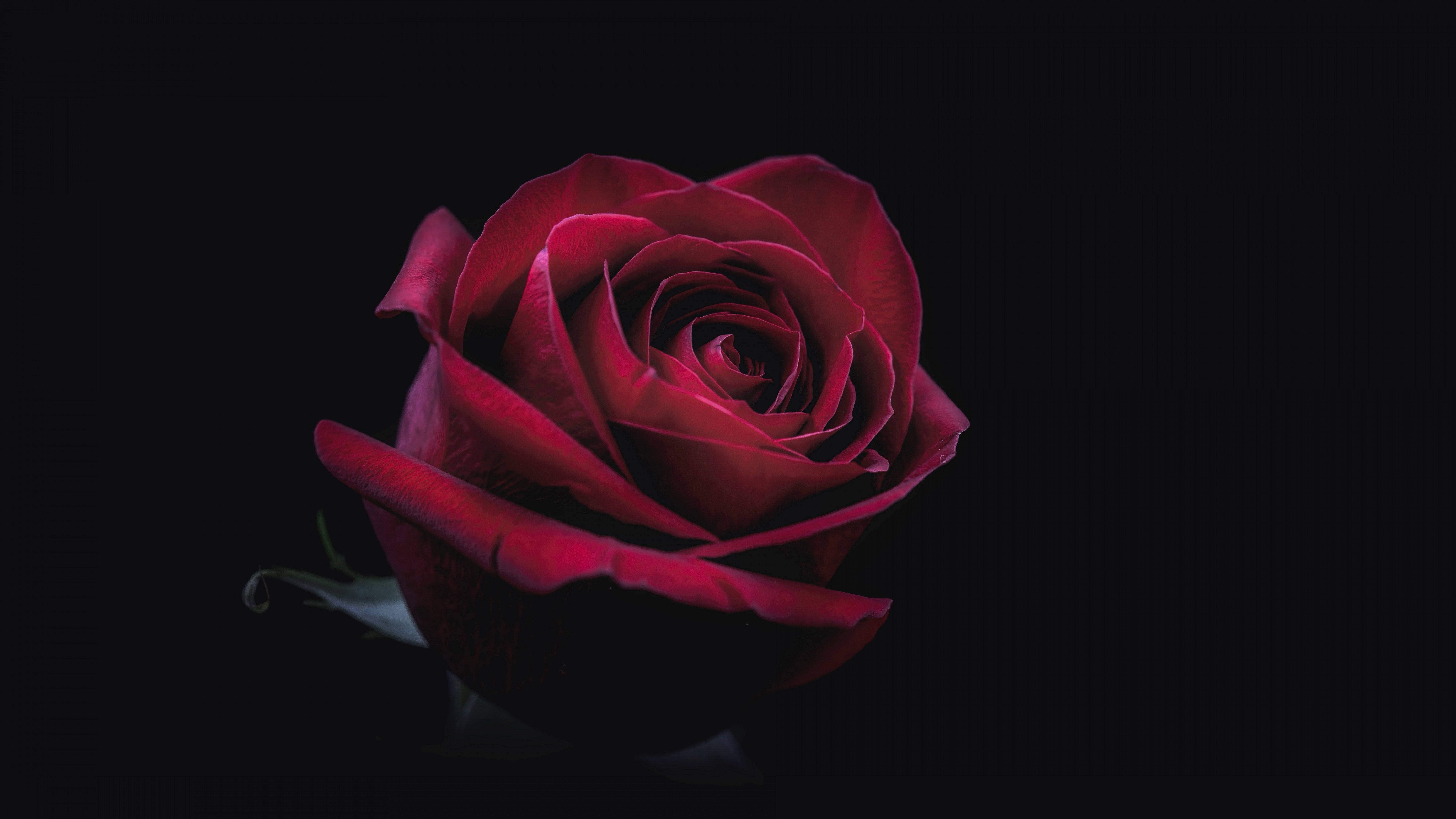 12k Red Rose Background