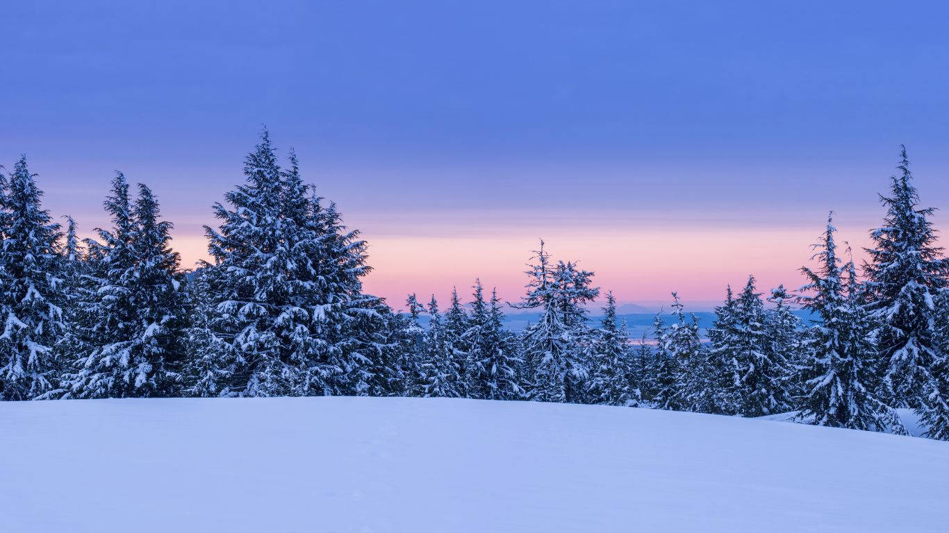 1366 X 768 Winter Forest Sunset Background