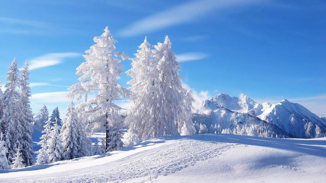 1366 X 768 Winter Forest White Trees Background