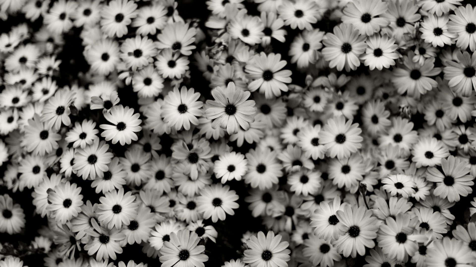 1920 X 1080 Black And White Flower Background