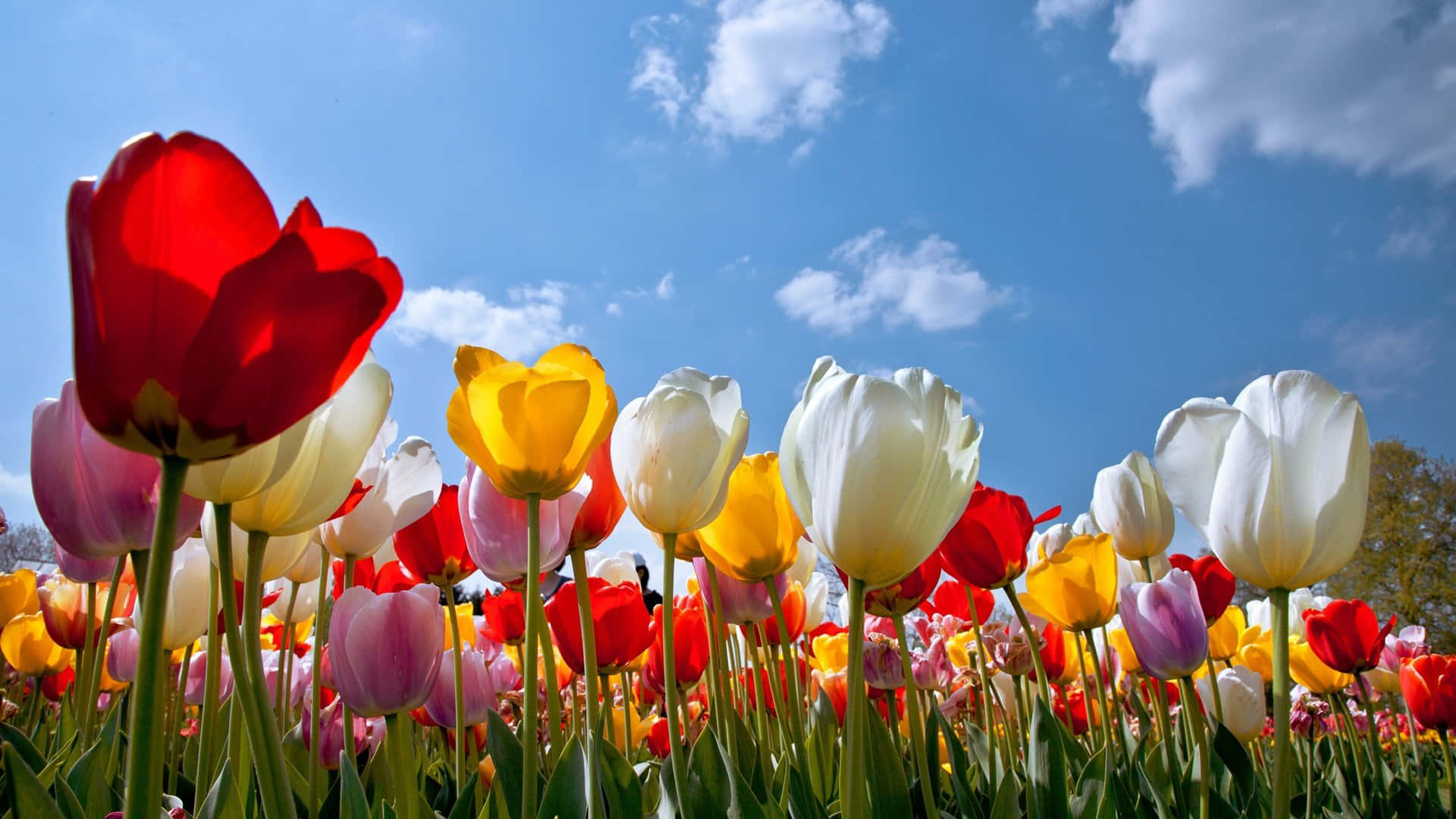 1920 X 1080 Flower Colorful Tulips Summer Background