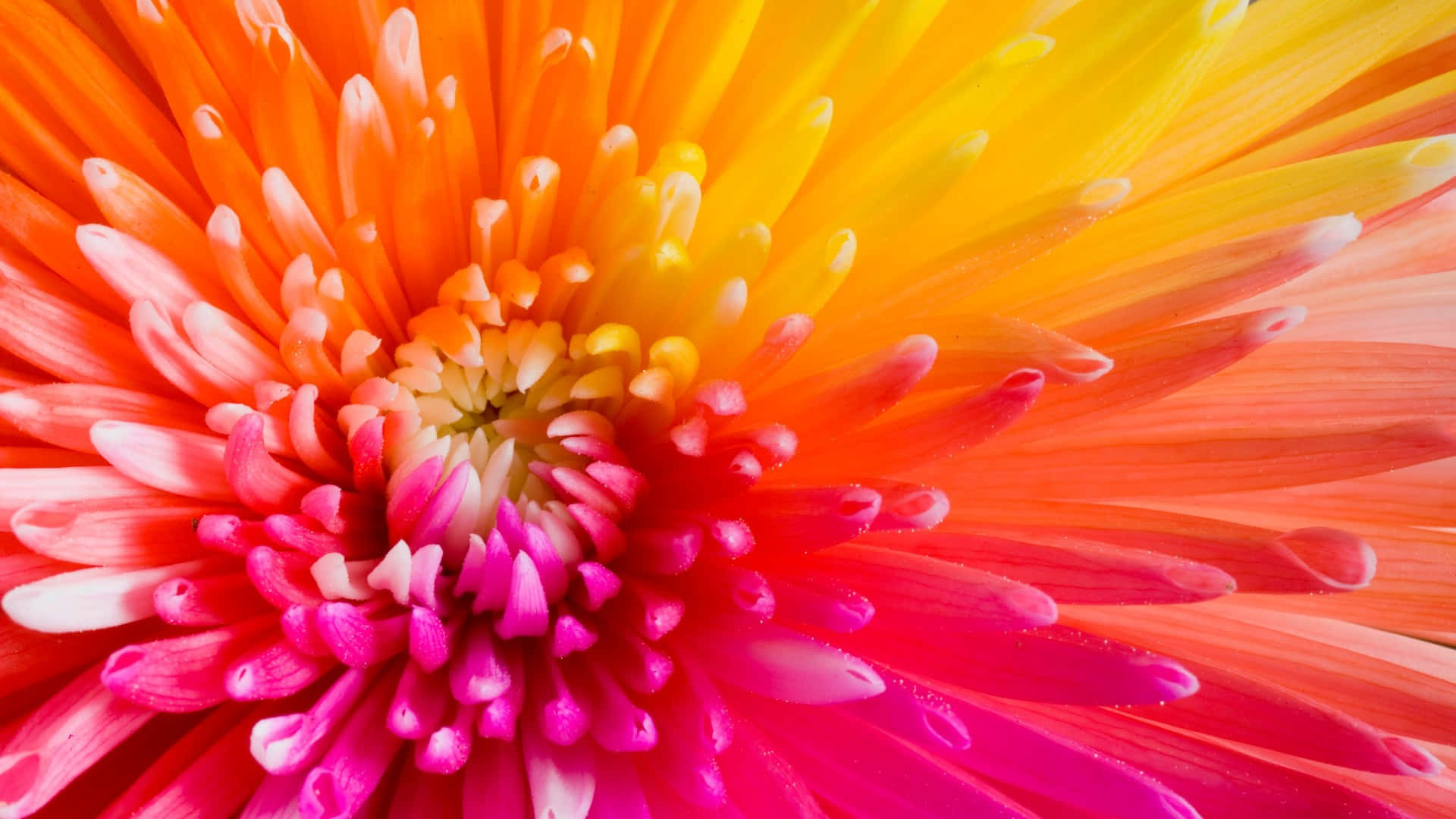 1920 X 1080 Flower Macro Daisy Hd Background