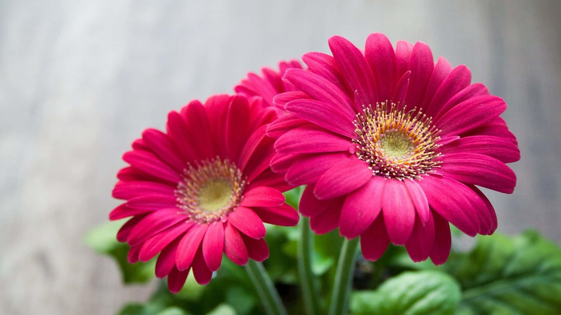 1920 X 1080 Flower Nexus Pink Gerbera Background