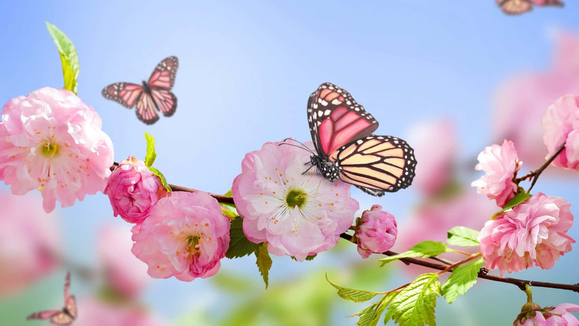 1920 X 1080 Flower Pink Cherr Blossom Butterfly Background