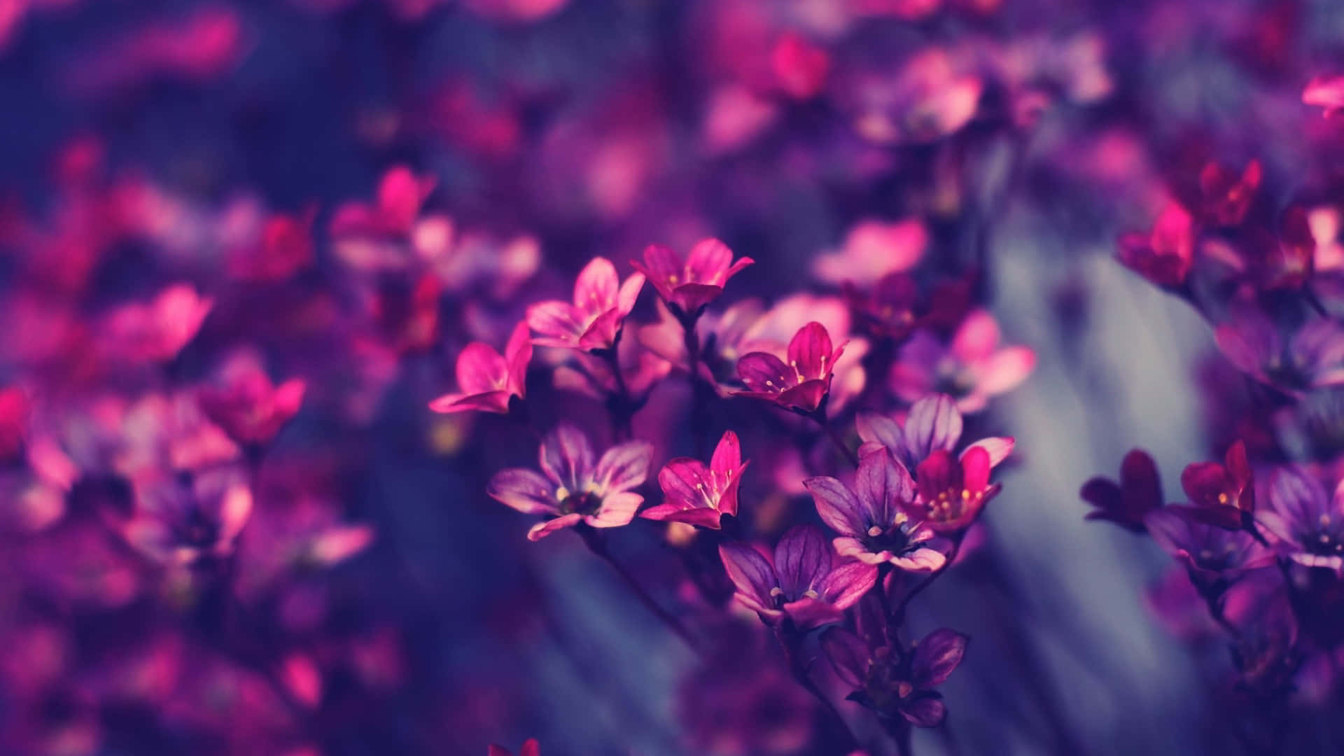 1920 X 1080 Flower Purple Hipster Background