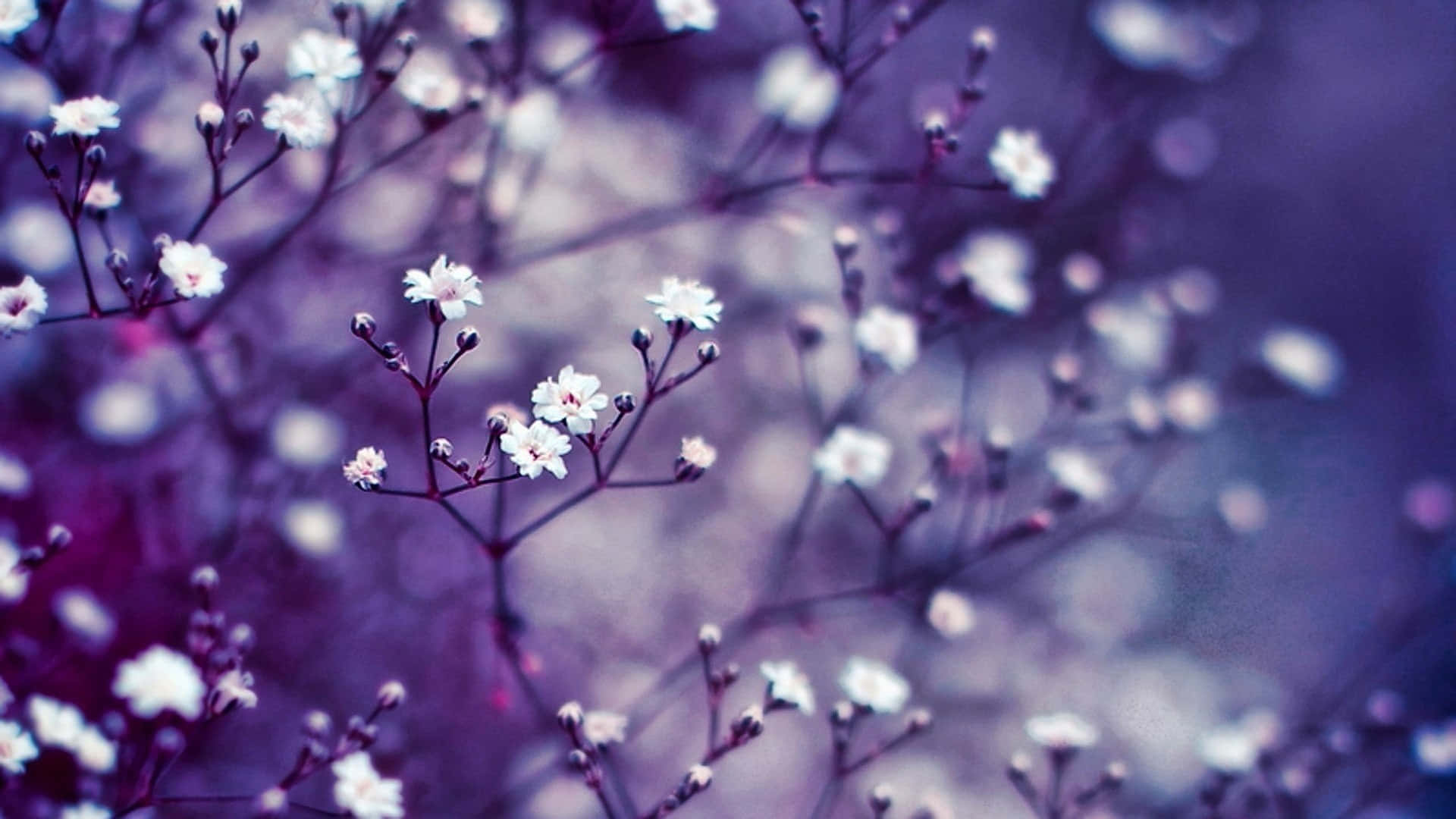 1920 X 1080 Flower White Snow Background