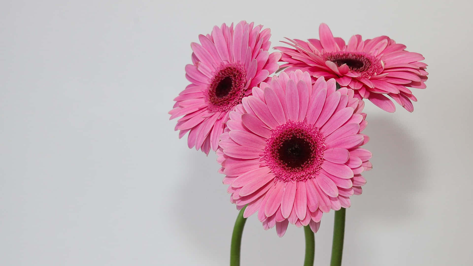 1920 X 1080 Pink Barberton Daisy Flower Background