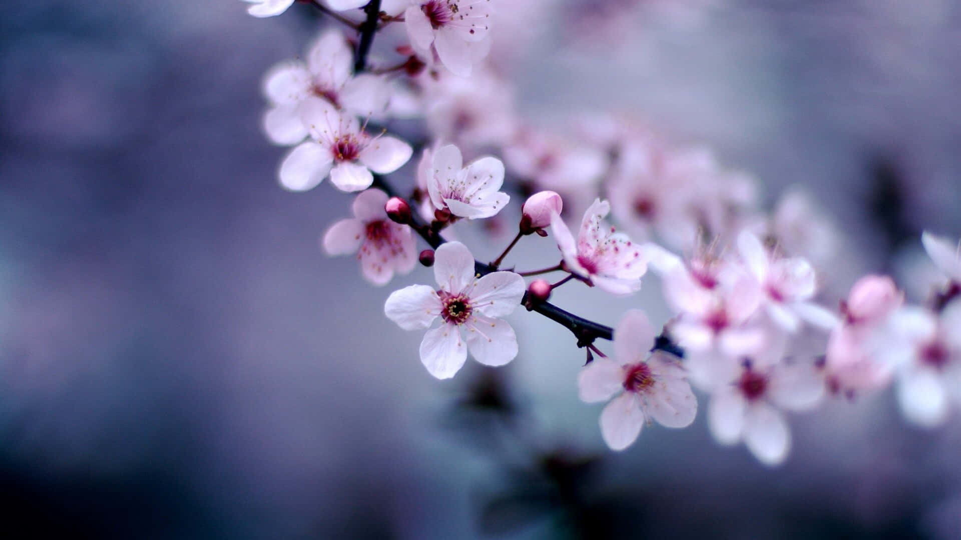 1920 X 1080 Pink Sakura Flower Background