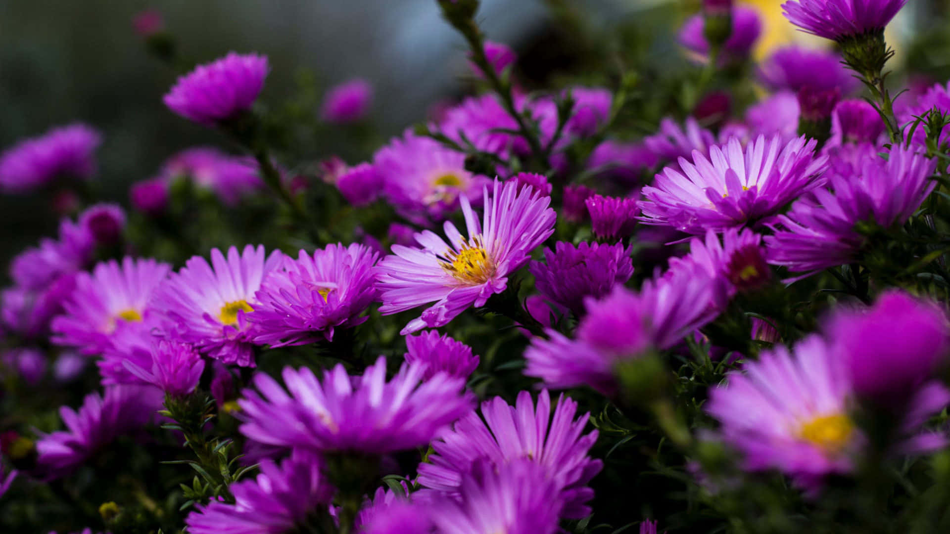 1920 X 1080 Purple Aster Daisy Flower Background