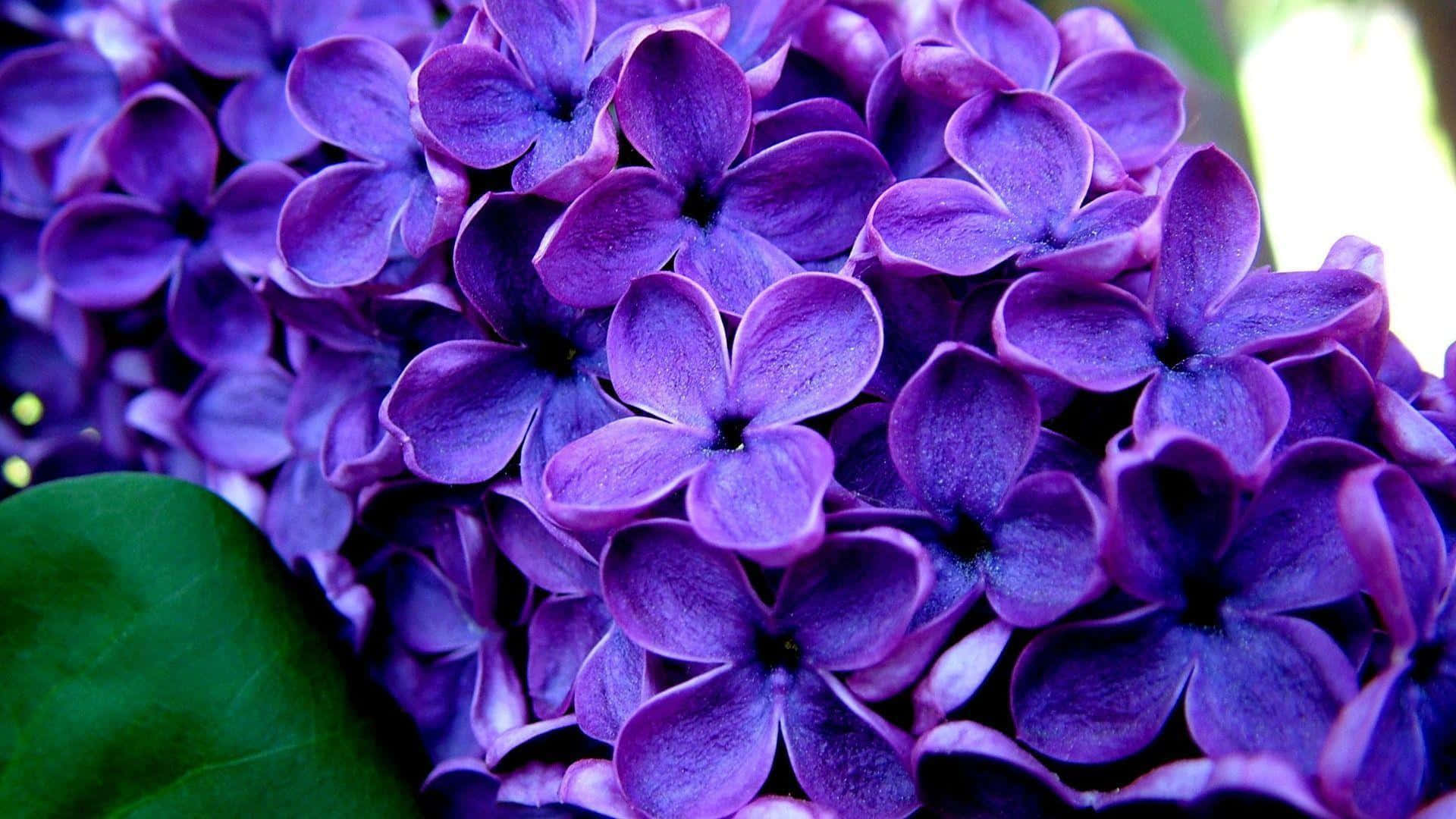 1920 X 1080 Purple Flower Syringa Vulgaris Background