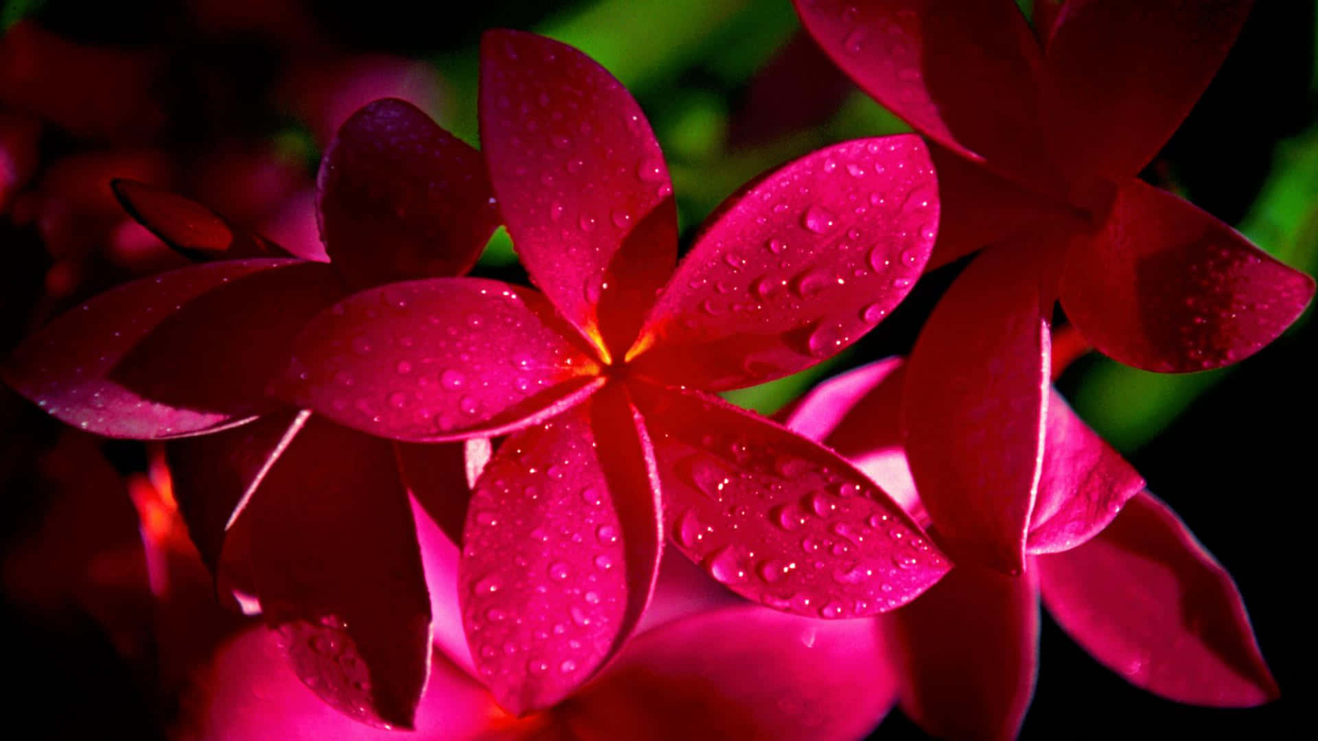 1920 X 1080 Red Frangipani Moist Flower Background