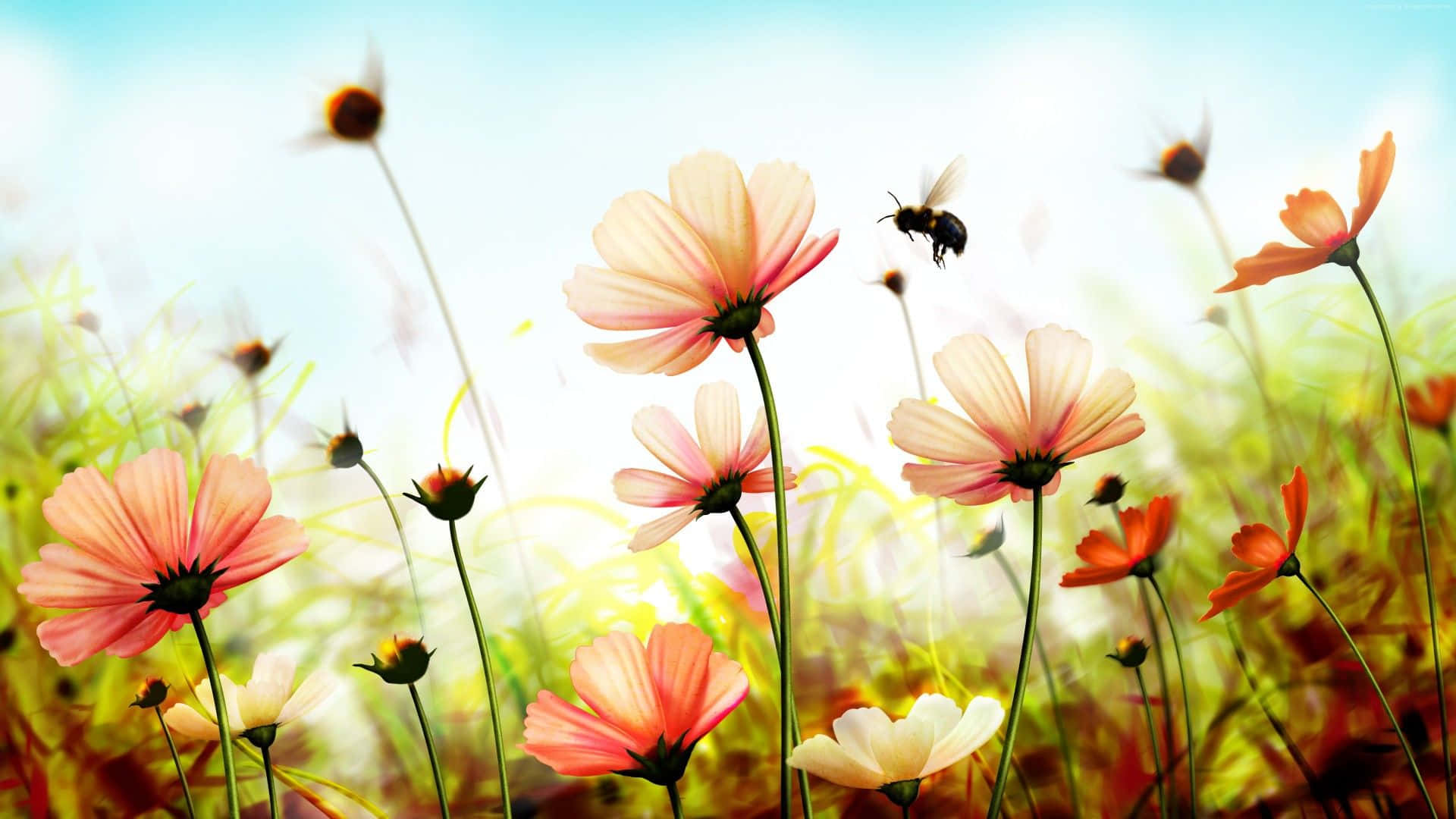 1920 X 1080 Summer Flower Hd Background