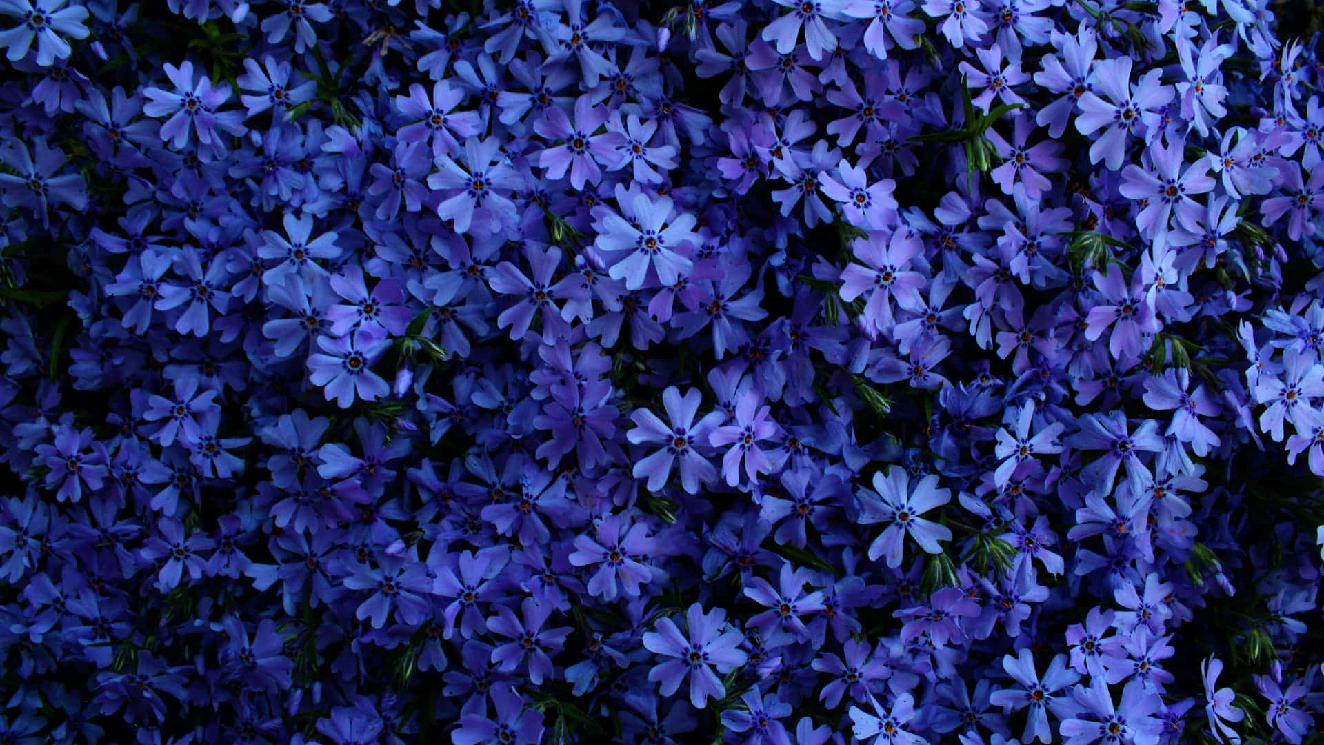 1920 X 1080 Wild Blue Phlox Flower Background