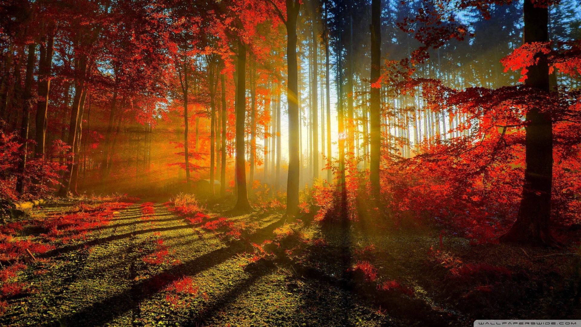 1920x1080 4k Autumn Forest At Sunset Background