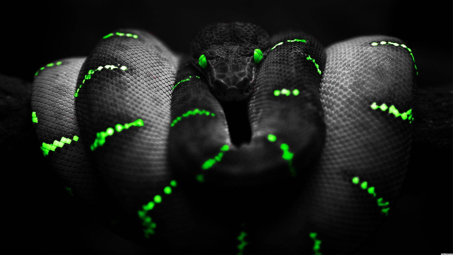 1920x1080 4k Glowing Black And Green Snake Background