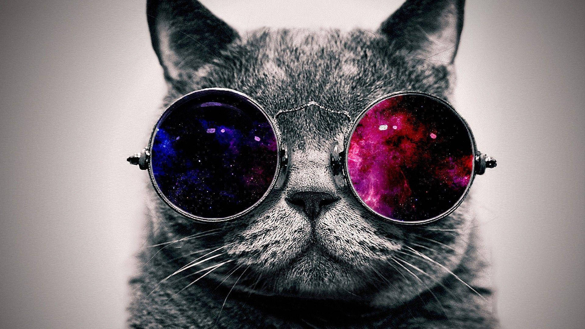 1920x1080 Full Hd Cat With Glasses Background