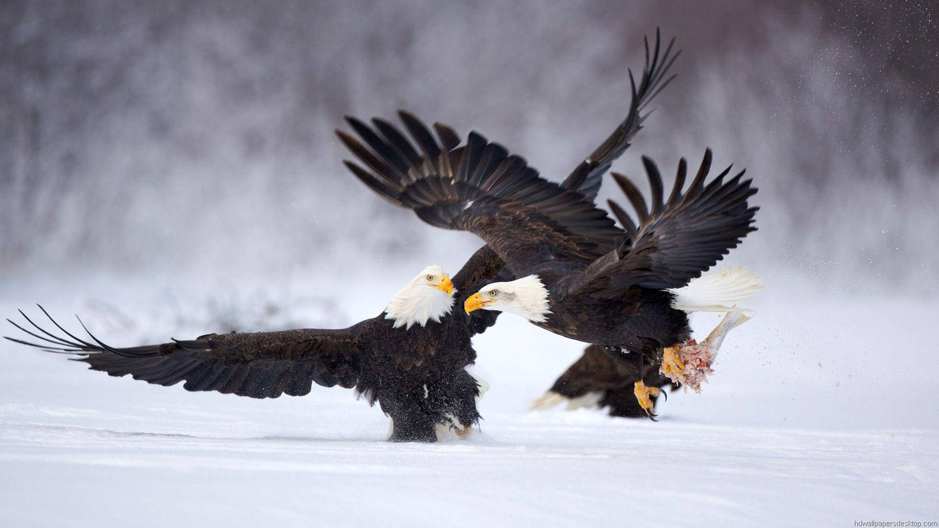 1920x1080 Full Hd Two Eagles On Snow Background