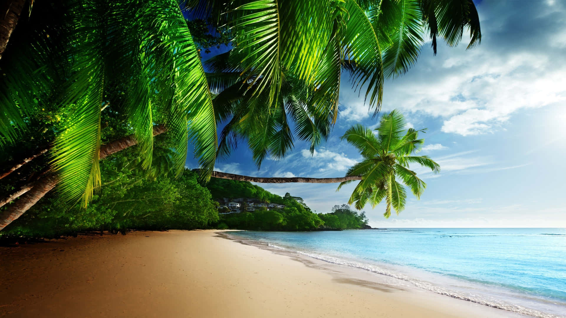 1920x1080 Hd Beach Tall Trees Background