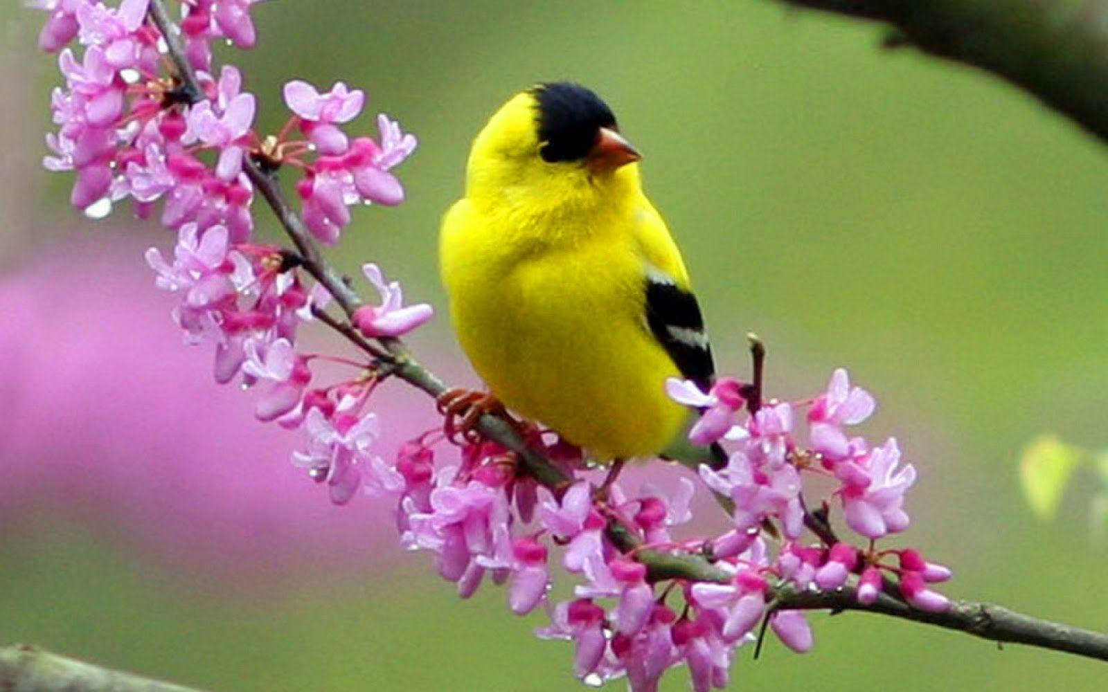 1920x1080 Hd Birds American Goldfinch Background