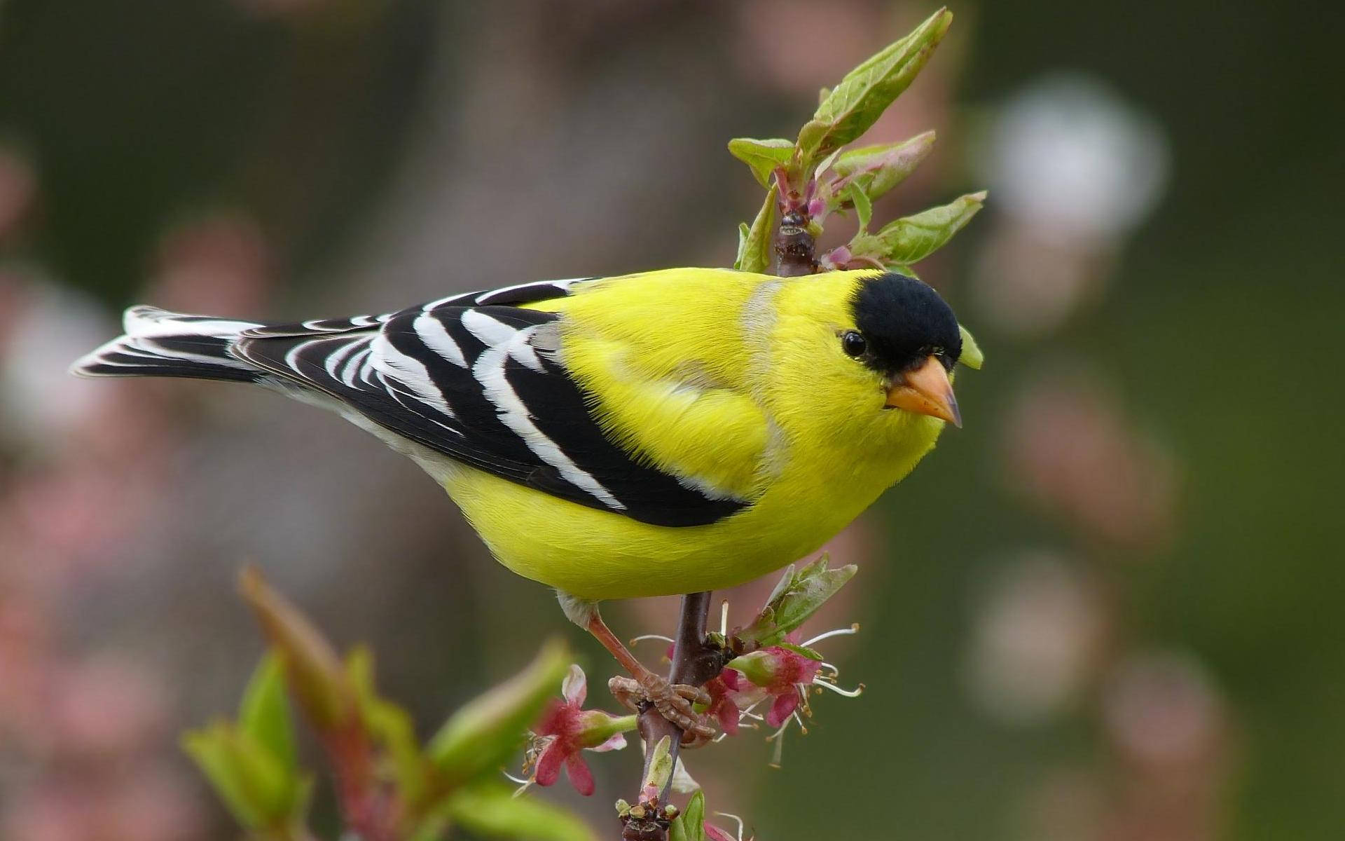 1920x1080 Hd Birds American Goldfinch Background