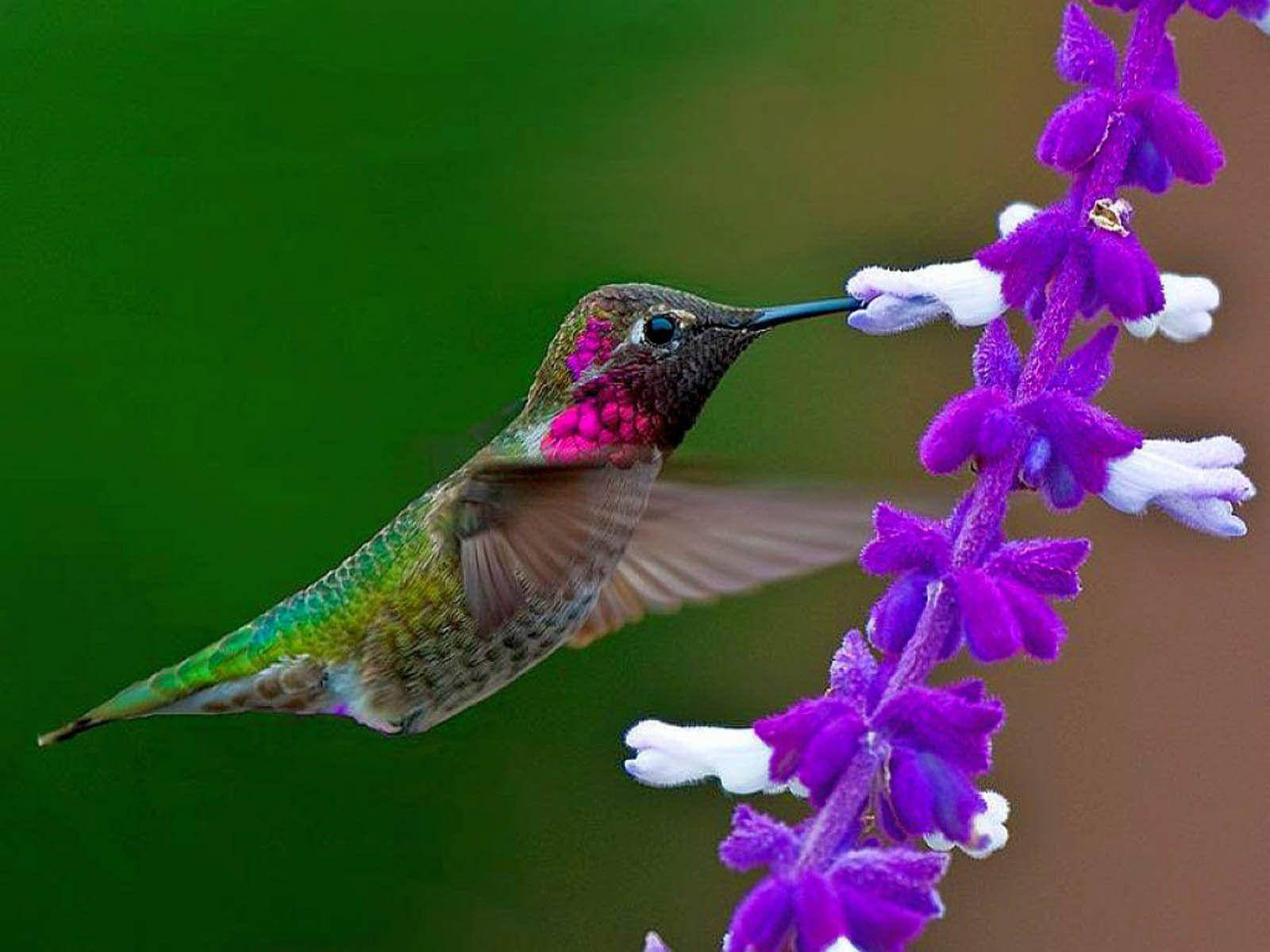 1920x1080 Hd Birds Anna's Hummingbird Background