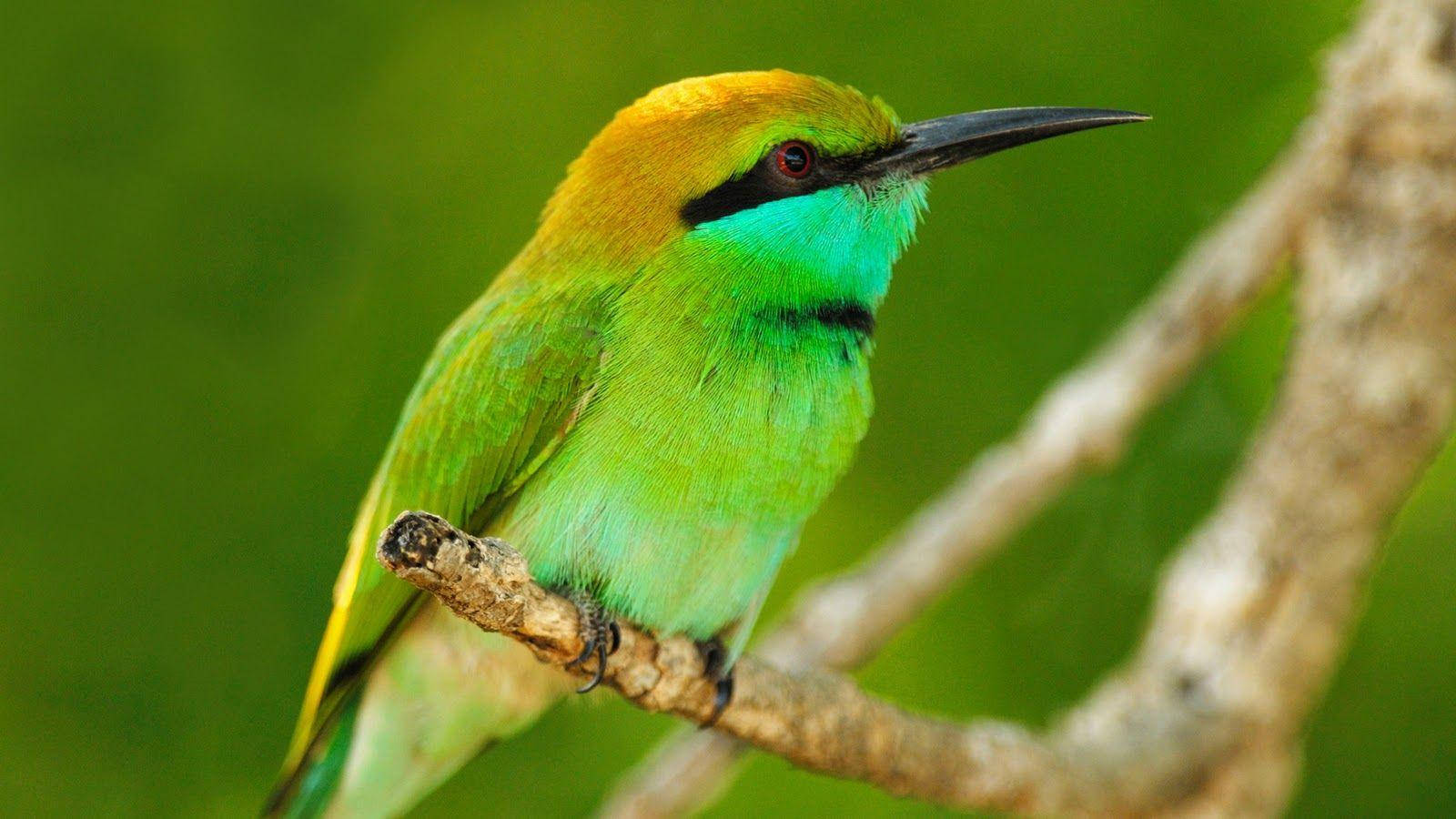 1920x1080 Hd Birds Asian Green Bee-eater Background