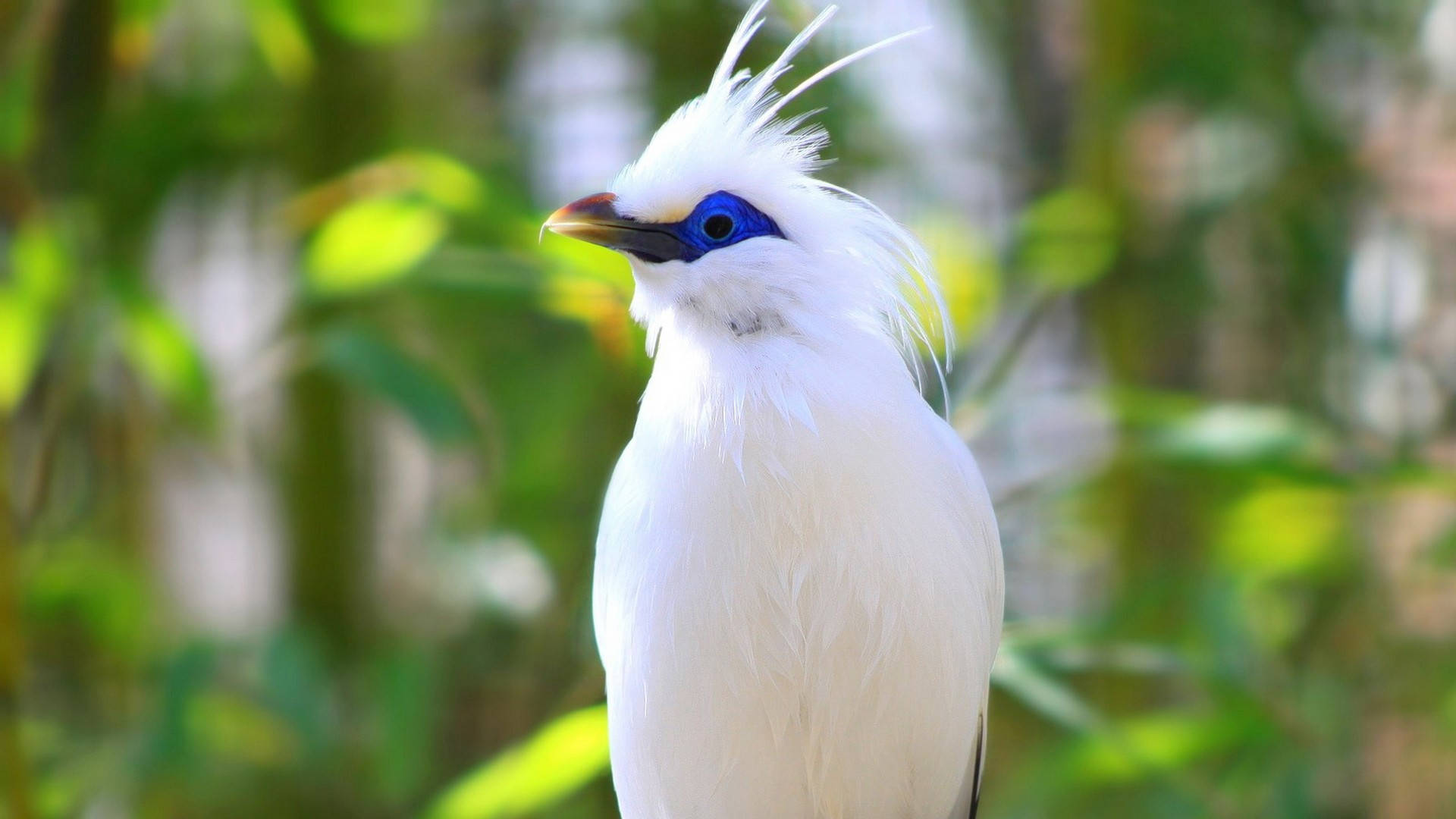 1920x1080 Hd Birds Bali Myna Background