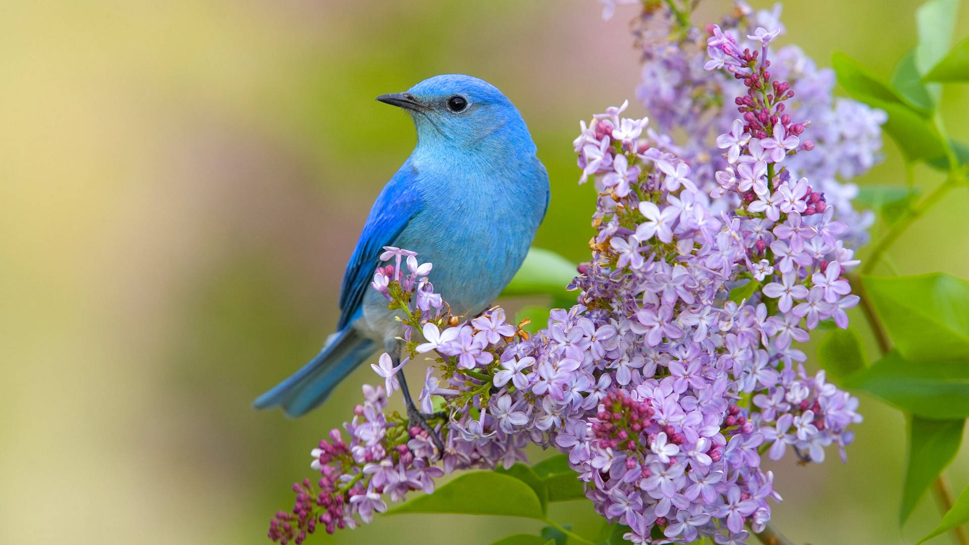 1920x1080 Hd Birds Bluebird Background