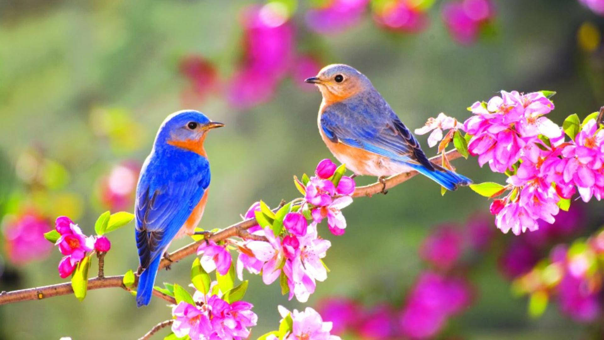 1920x1080 Hd Birds Bluebirds Background